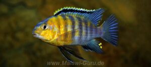 Tropheops sp. 'red cheek'